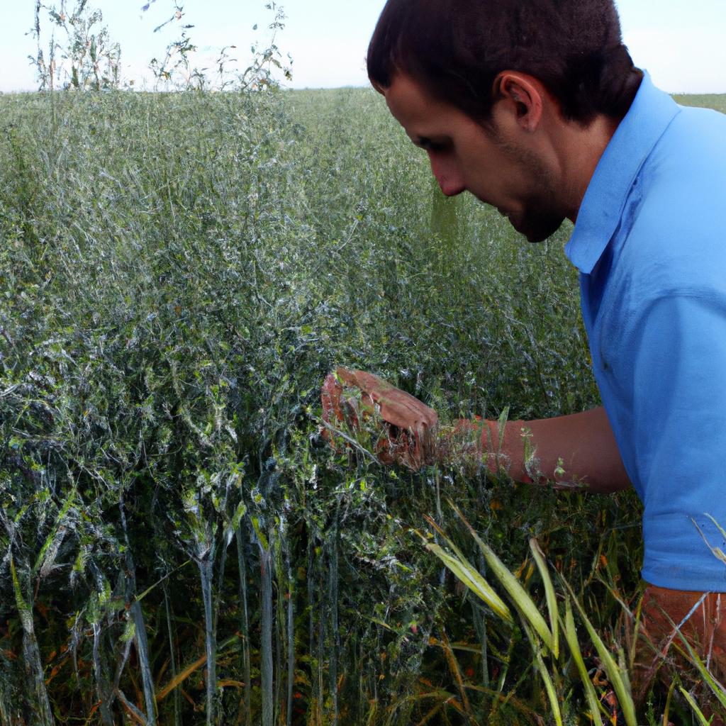 Person inspecting crops for disease